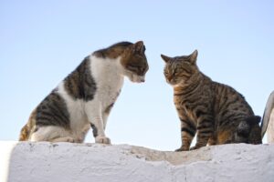 Zweit Katzen sitzen sich gegenüber und schauen sich in die Augen. Hinter ihnen ist blauer Himmel.